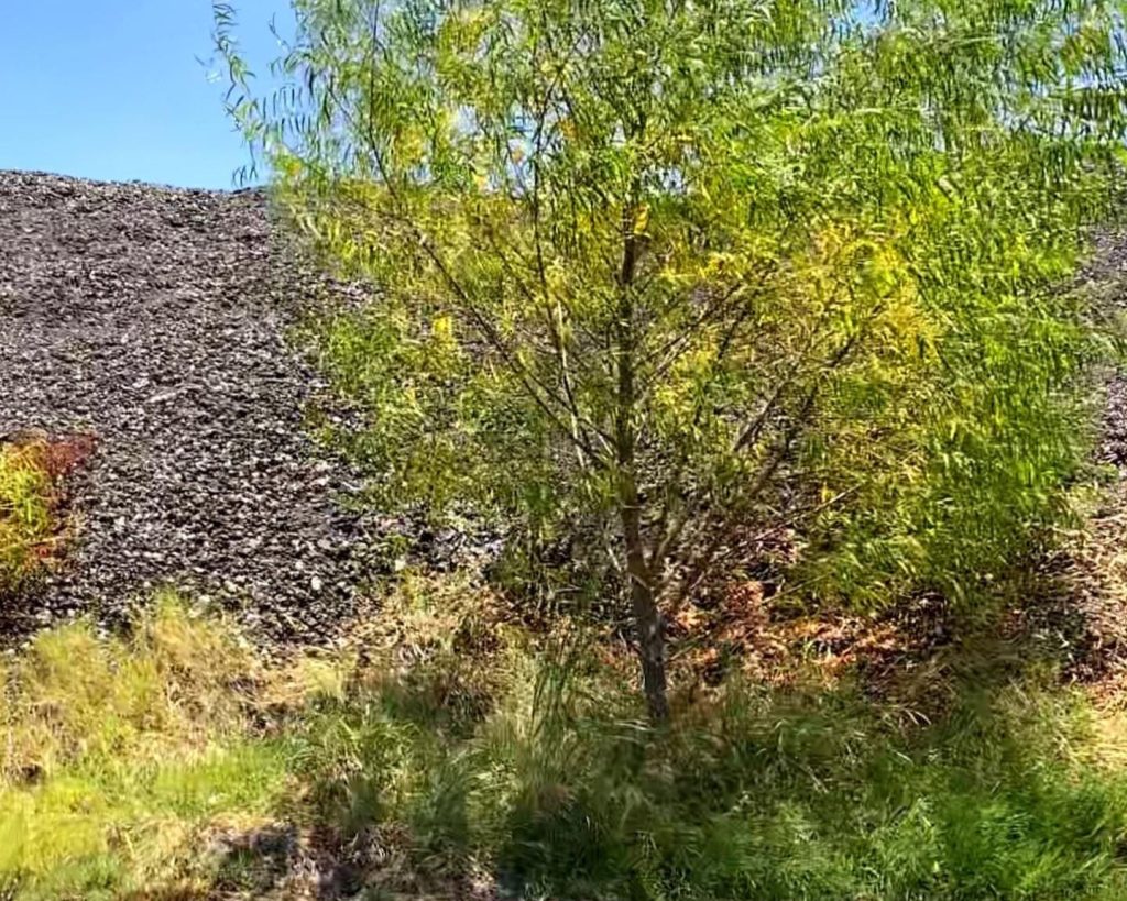 Vegetation obstructing stockpile surface — impacts measurement accuracy